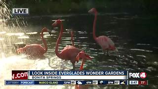 Birds and reptiles find sanctuary at Everglades Wonder Gardens
