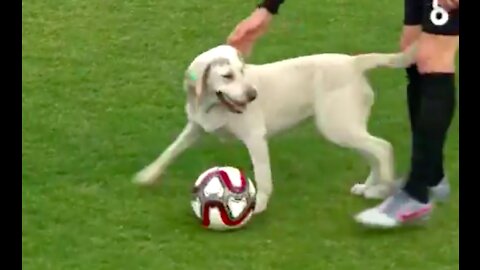 This Dog Brought This Football Match To A Halt