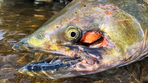 Salmon Fishing BOBBER Downs!! - What HAPPENED To This FISH?