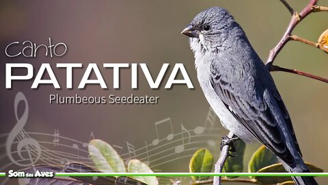 🎼Canto da PATATIVA VERDADEIRA - Patativa do Campo🌲