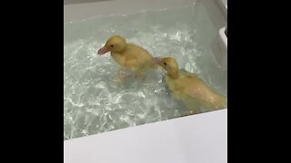 Baby ducks perform adorable underwater dives in bathtub