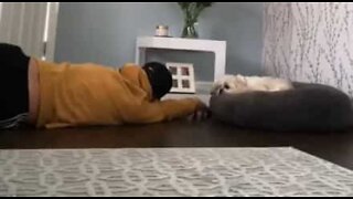 Dog couldn't care less about owner dropping dead