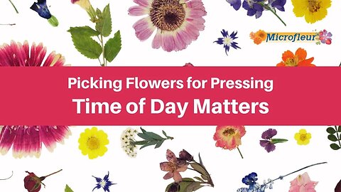 Picking Flowers for Pressing - Time of Day Matters
