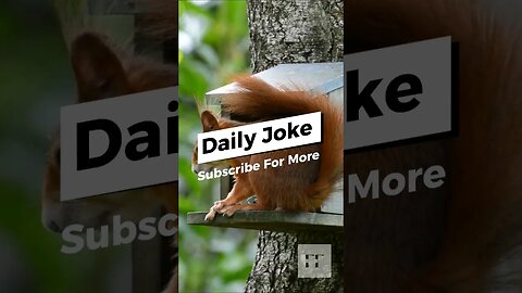 Daily Joke Need a Laugh 😉😂🤣😂 #wordplay #dailyjoke #puns #animal #dadjokes #humor #jokeoftheday