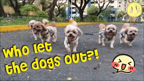 Who Lets The Dog Out | Funny Cat and Dogs - Zootopedia