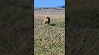 Lion Moving #Wildlife | #ShortsAfrica | HolidaysWithShorts