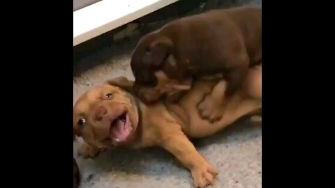 Pitbull Puppy Is Being A Bully