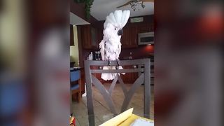 Funny Cockatoo Bird Loves To Dance
