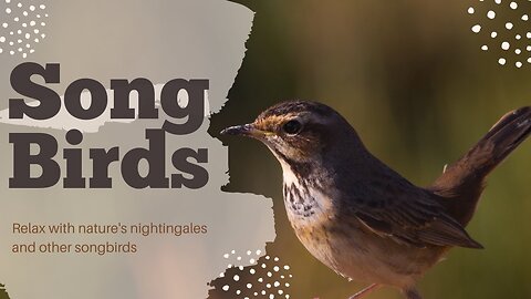 Nightingales and Songbirds : God's Gift of Relaxing and Serene Melodies