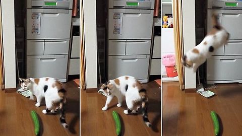 Cats Scared of Cucumber New Compilation