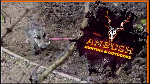 Bowhunting Warthog - 2022 - South Africa - From Tree Saddle