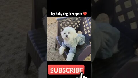 my baby dog singing rap #rapper #status #dogshort #cutedog #lovely #laberadordog