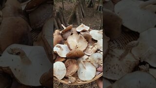 Grow Your Own food! (Mushrooms)