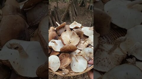 Grow Your Own food! (Mushrooms)