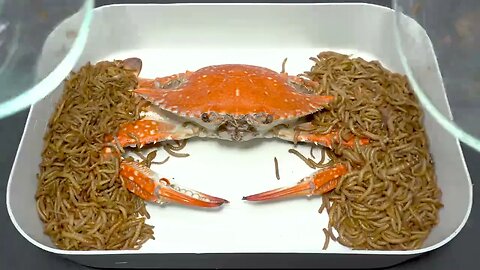 5000 Worms VS Crab, Prawn