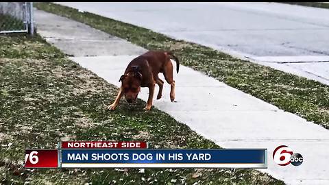 Dog shot after neighbor says it tried to attack him, dog's owner cited