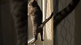 Funniest Cat Videos Of 2023! | Best Of Cats #shorts#comedy#entertainment#cats
