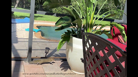 Great Danes & Cat Are Shocked To Squirrel Inside The Patio Lanai Screen