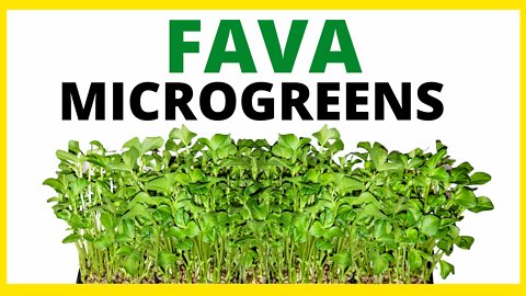 How To Grow Fava Bean Microgreens (shoots) Step by Step Tutorial
