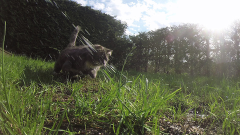 Cat chasing water like it's a laser pen