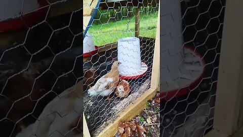 Feeding Time In The Chicken Coop 😄 #backyardchickens