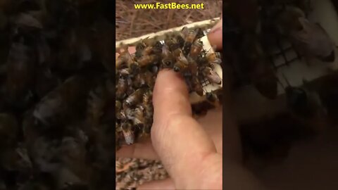 Bees Are Ready to Attack the Queen Bee