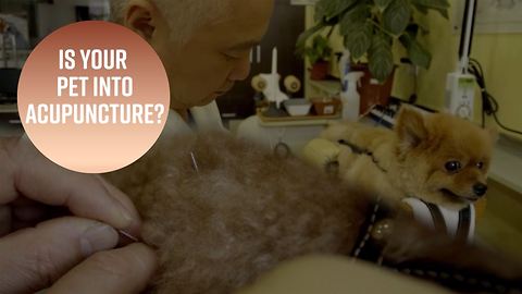 Does acupuncture belong in a vet's office?