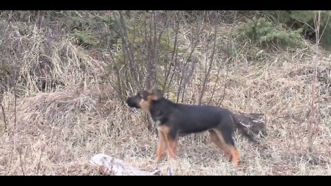 12 ~ Survival Expert Raises Puppy into Bushcraft Dog