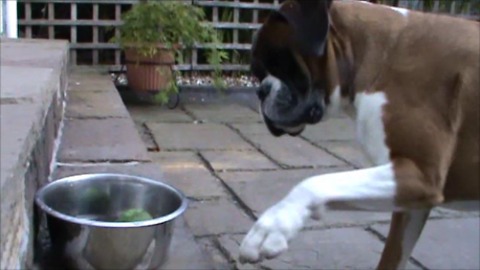 Boxes completely baffled by tennis ball in water bowl