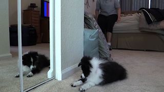 Cute Puppy Confused By Mirrors