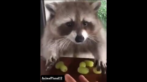 Raccoon_ _don_t touch my grapes_ funny video_ AnimalPlanet12 _(480P).mp4