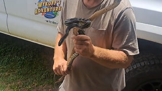 Camp Wildlife: Alabama Rat Snake 🐍
