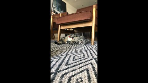 Cat Nip Toy Makes Cat Act Crazy