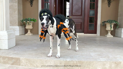 Great Dane Looks Great In His Halloween Spider Costume