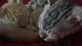 Kitten lovingly grooms baby fennec fox