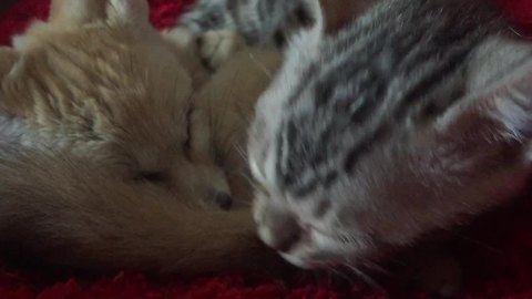 Kitten lovingly grooms baby fennec fox