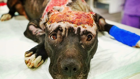 Amazing recovery of dog burned alive with a car tire set on fire around her neck