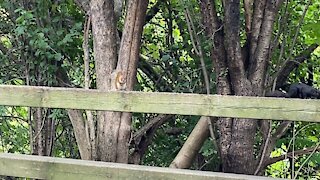 Red-Tailed and Black Squirrel