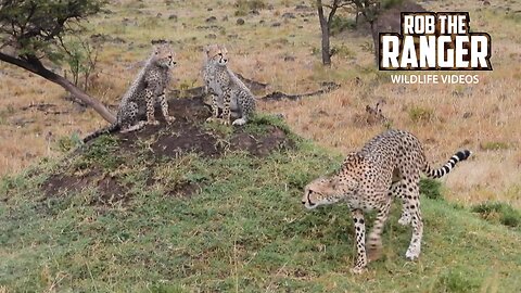 Cheetah And Cubs In the Rain | Mara North Safari | Zebra Plains On Tour
