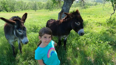 Petting wild burros in South Dakota