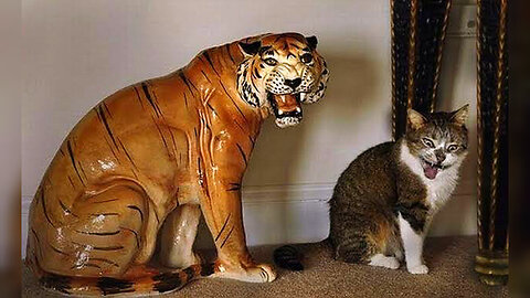 Funny Cat And Tiger