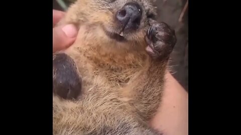 Cute funny Quokka -111