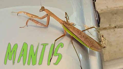 My Praying Mantis