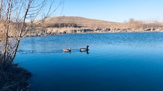 Canadian Ducks