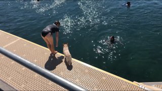 A Dog that loves to dive in, again and again and again