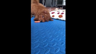 Cute puppy unsure what to do with frozen carrot