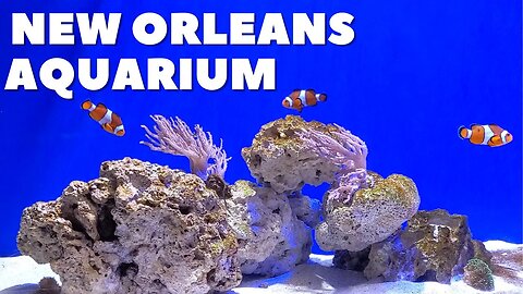 Virtual Visit to Audubon Aquarium of the Americas in New Orleans Lousiana