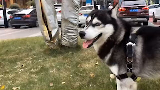 FunnyDogsToday, you never know where your Husky will rush.