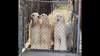 Curious Afghan Hounds