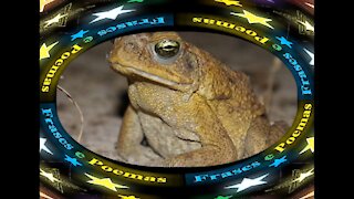 You are really a frog: Is cold, has a long tongue, toad! [Quotes and Poems]